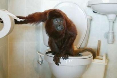 Toilet Ape